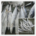 frozen mackerel fish/frozen mackerel/frozen horse mackere/frozen spanish mackerel